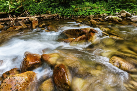 Carpathian Mountains. Mountain stream and green grass on the bank.