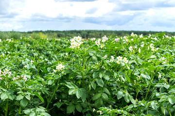 Green bush of potato with a flower