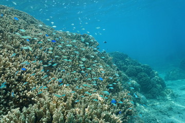 Fototapeta na wymiar Underwater coral reef with school of chromis fish