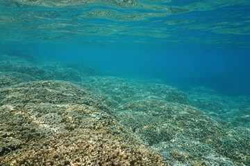 Underwater shallow ocean floor covered by corals