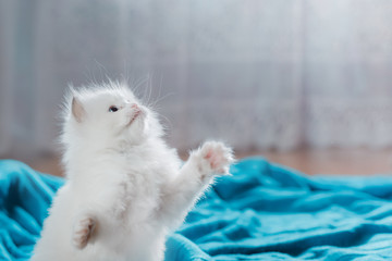  Ragdoll blue point kitten