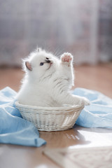  Ragdoll blue point kitten