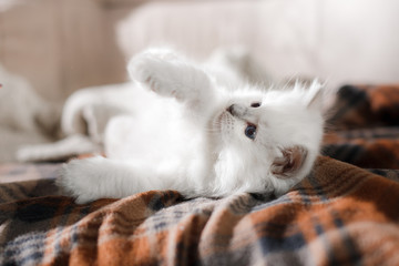  Ragdoll blue point kitten