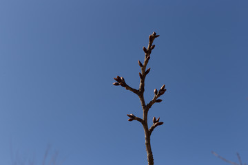 It oozes the coming of spring, bud of Japanese cherry blossoms