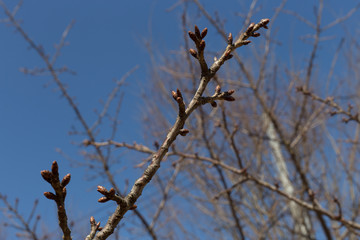 Fototapeta na wymiar It oozes the coming of spring, bud of Japanese cherry blossoms