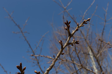 It oozes the coming of spring, bud of Japanese cherry blossoms