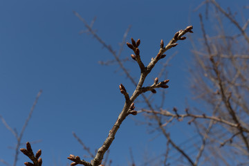 It oozes the coming of spring, bud of Japanese cherry blossoms
