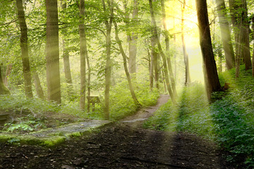 Obraz premium podświetlenie w lesie