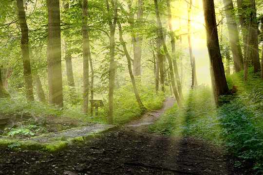 backlight in forest