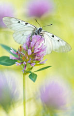 The Clouded Apollo (Parnassius mnemosyne) on a flowers