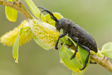 Lamia textor beatle on willow
