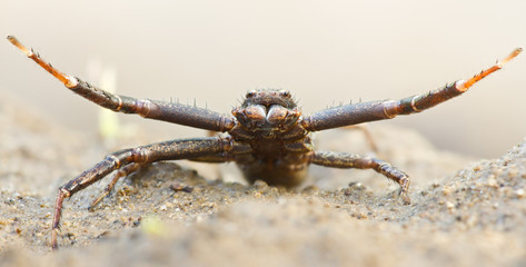 Ground Crab Spider, Xysticus sp.