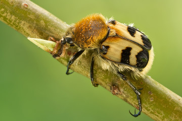 Bee beetles, Trichius fasciatus on tree