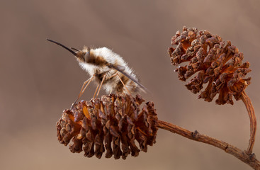 Bombylius major in spring