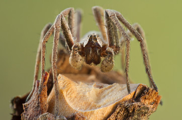  Pisaura mirabilis spider in nature