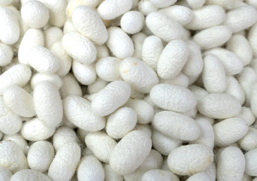 White cocoon