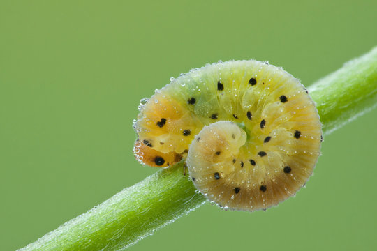 Larva of  Hymenoptera on a plant