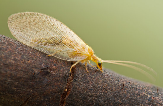  Hemerobius micans