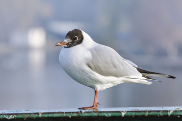 Alone seagull standing