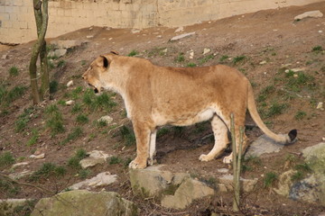 Eine Löwin in einem Zoo
