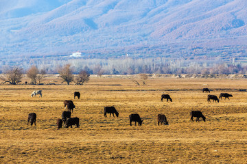 Obraz premium Buffaloes eating near Kerkini Lake in Greece