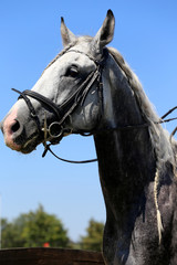 Fototapeta premium Head shot of a racehorse during dressage test