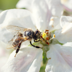 Bee on a flower of the white cherry blossoms