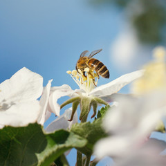 Bee on a flower of the white cherry blossoms