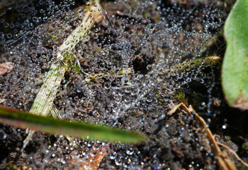 The spider web with dew drops