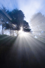 Spirit Tree / Astonishing light peeks through a tree on the coast.