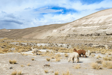 Naklejka premium lamas in Andes,Mountains, Peru