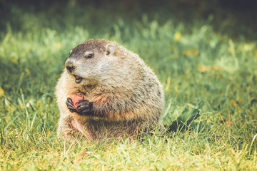 Chubby and cute Groundhog (Marmota Monax) sitting up on grass and dandelion field eating a carrot with mouth open in vintage garden setting