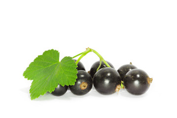 Black currant on the white background