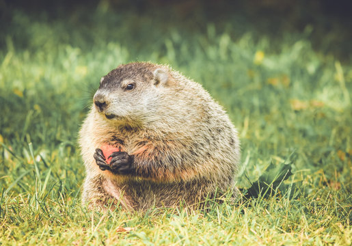 Chubby and cute Groundhog (Marmota Monax) sitting up on grass and dandelion field eating a carrot and looking in vintage garden setting