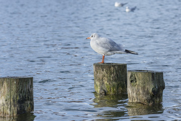 Seagull standin on wooden post