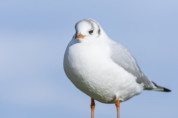 Wild seagull standing with blue sky background