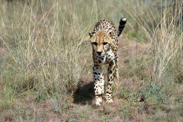 Africa. Namibia. Cheetah