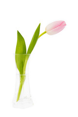 Single pink tulip in vase isolated over white background 