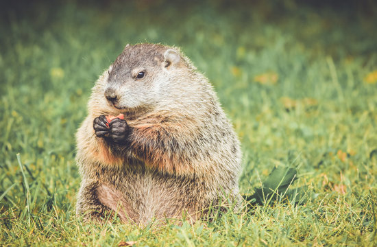 Chubby and cute Groundhog (Marmota Monax) sitting up on grass and dandelion field with carrot in hands in vintage garden setting