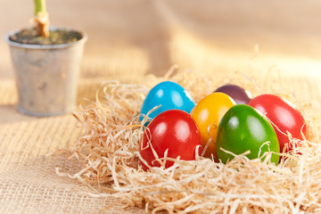 Easter nest with colored eggs and a plant