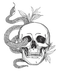 Skull and Snake. Vintage Vector illustration