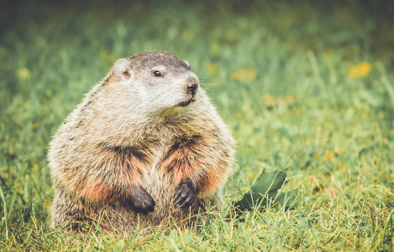 Chubby and cute Groundhog (Marmota Monax) sitting up on grass and dandelion field with mouth closed in vintage garden setting
