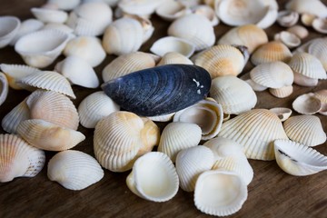 Fototapeta na wymiar Marine small white seashells