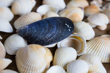 Marine small white seashells