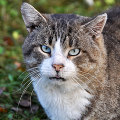 big tabby cat muzzle