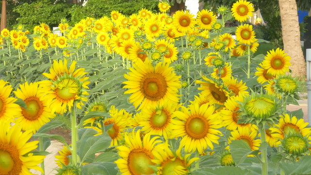 Sunflower field beautiful in nature:Ultra HD 4K High quality footage size (3840x2160)