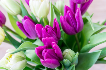 Tulpen