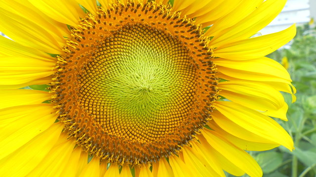 
00:01 | 00:09
1×

Sunflower field beautiful in nature:Ultra HD 4K High quality footage size (3840x2160)