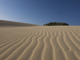 Naklejka premium Sand patterns Natural park,Corralejo,Canary-islands,Spain
