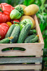 Healthy tomatoes and cucumbers in wooden box